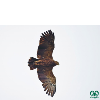 گونه عقاب خالدار کوچک Lesser Spotted Eagle